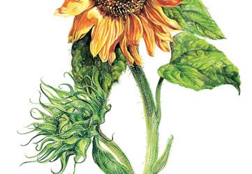 Girasole