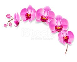 Orchidea